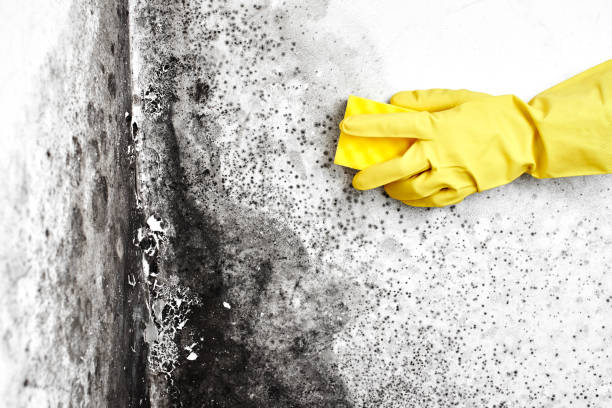 Best Black Mold Removal  in Preston Heights, IL