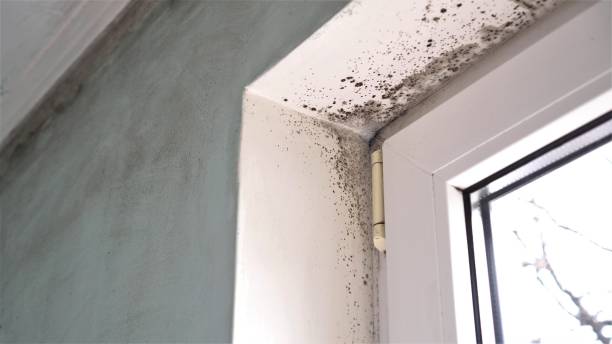 Best Commercial Mold Removal  in Preston Heights, IL
