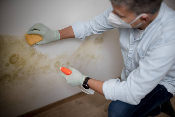 Best Emergency Mold Removal  in Preston Heights, IL