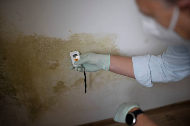 Best Mold Testing  in Preston Heights, IL
