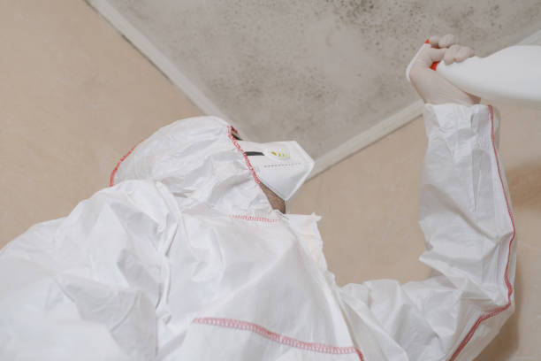 Best Certified Mold Removal  in Preston Heights, IL