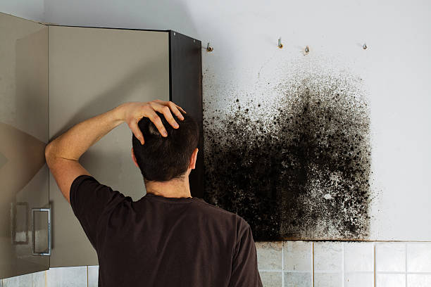 Best Black Mold Removal  in Preston Heights, IL