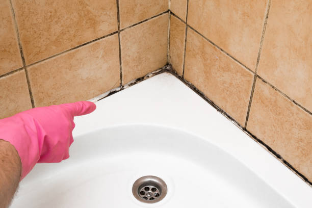 Best Mold Cleaning Services  in Preston Heights, IL